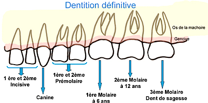 dentition-age-dent-sagesse-extraction-wisdom-dentist-gatineau