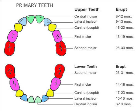 Dental Care for Children - davidcôte